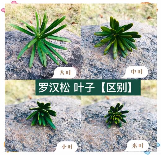 罗汉松掉叶子怎么办，罗汉松掉叶子怎么办视频？-第2张图片-优品飞百科