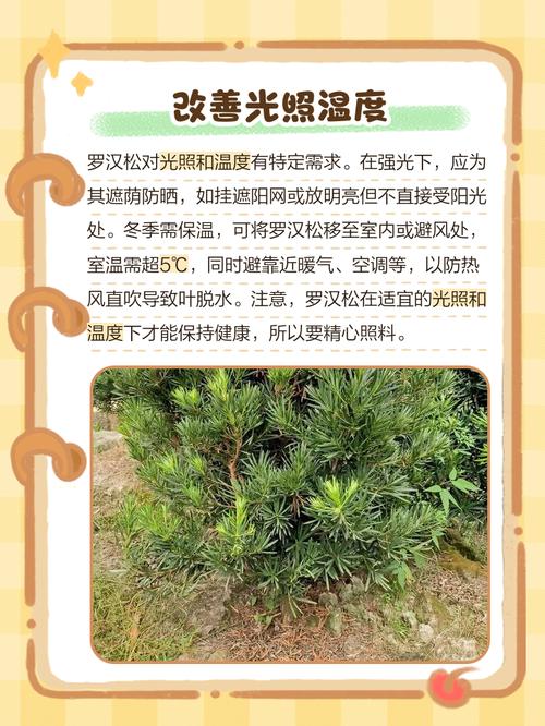 罗汉松掉叶子怎么办，罗汉松掉叶子怎么办视频？-第3张图片-优品飞百科