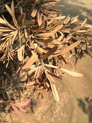 罗汉松掉叶子怎么办，罗汉松掉叶子怎么办视频？-第4张图片-优品飞百科