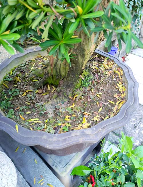 罗汉松掉叶子怎么办，罗汉松掉叶子怎么办视频？-第5张图片-优品飞百科