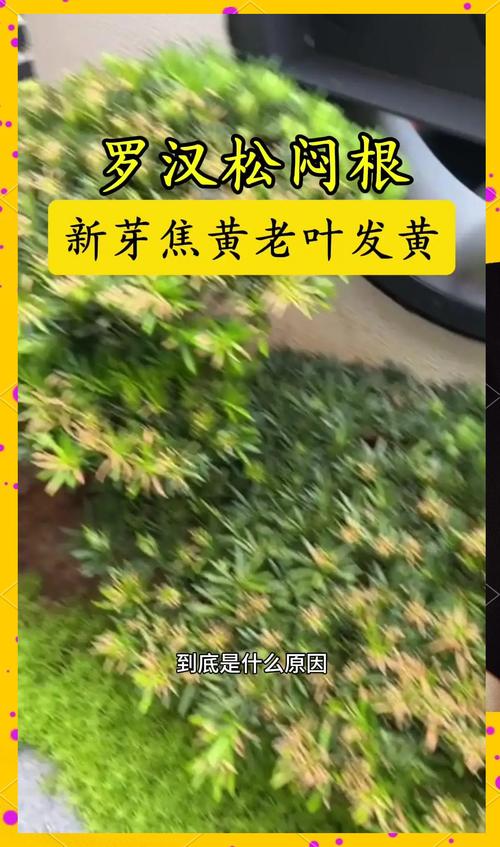 罗汉松掉叶子怎么办，罗汉松掉叶子怎么办视频？-第6张图片-优品飞百科