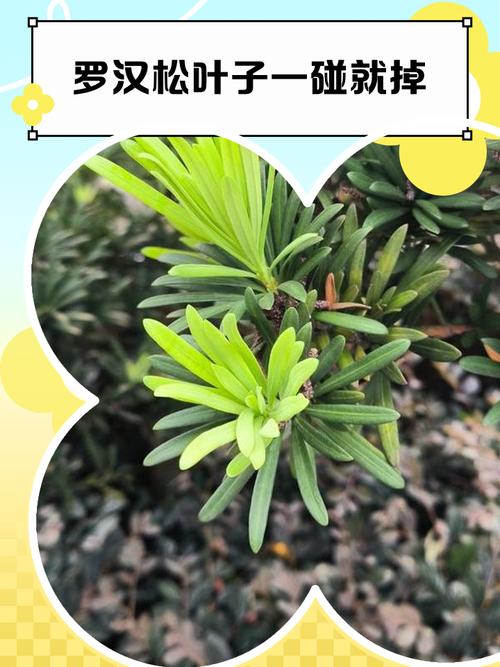 罗汉松掉叶子怎么办，罗汉松掉叶子怎么办视频？-第7张图片-优品飞百科
