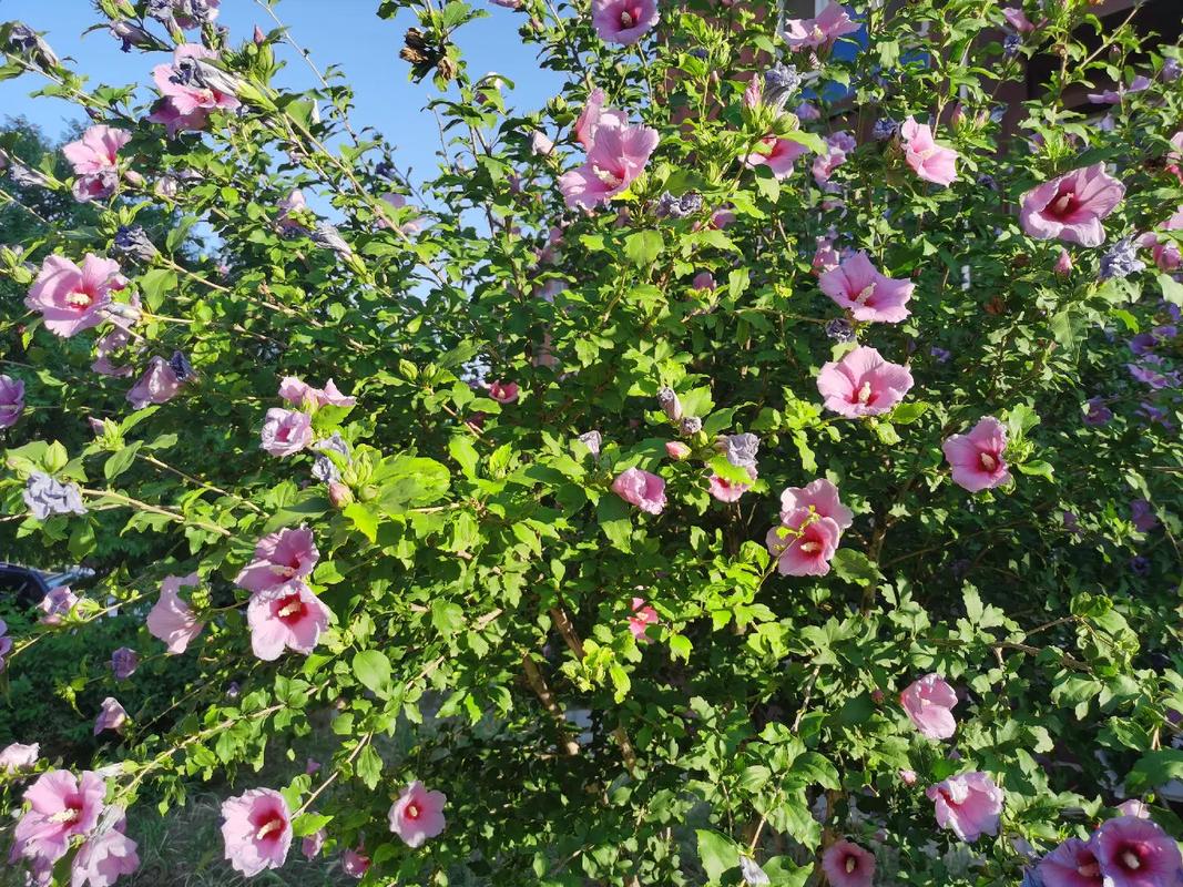 木槿可以吃吗?木槿花可以吃吗怎么吃?-第4张图片-优品飞百科 木槿可以吃吗?木槿花可以吃吗怎么吃?-第4张图片-优品飞百科