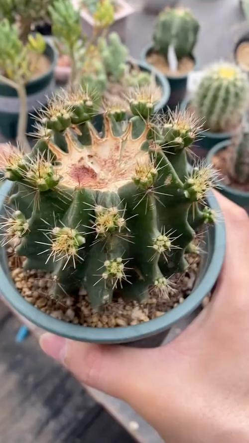 龙王球的养殖方法和注意事项，龙王球的养殖方法和注意事项视频？