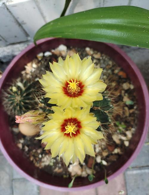 龙王球的养殖方法和注意事项，龙王球的养殖方法和注意事项视频？-第2张图片-优品飞百科