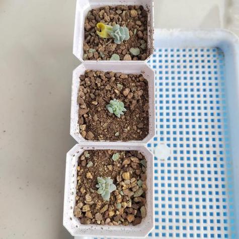 特玉莲春天怎么养，特玉莲夏季怎么养-第2张图片-优品飞百科