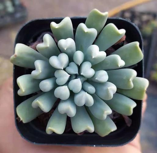 特玉莲春天怎么养，特玉莲夏季怎么养-第3张图片-优品飞百科