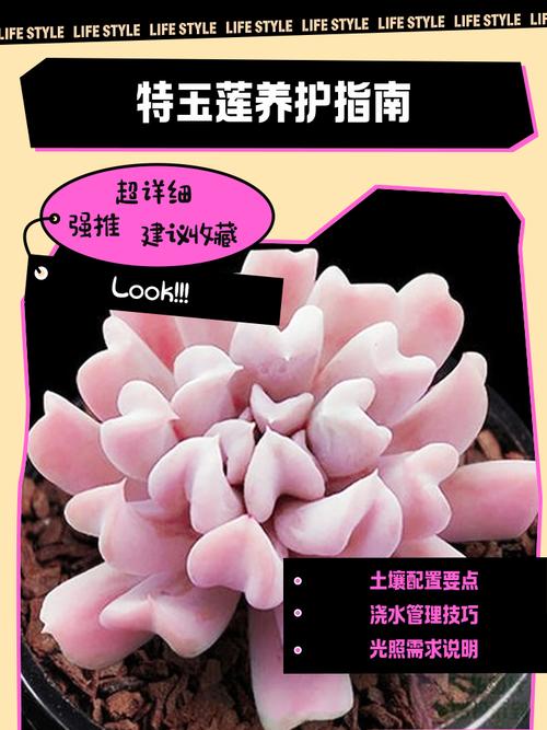 特玉莲春天怎么养，特玉莲夏季怎么养-第4张图片-优品飞百科