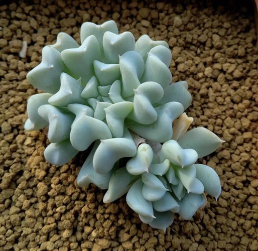 特玉莲春天怎么养，特玉莲夏季怎么养-第5张图片-优品飞百科