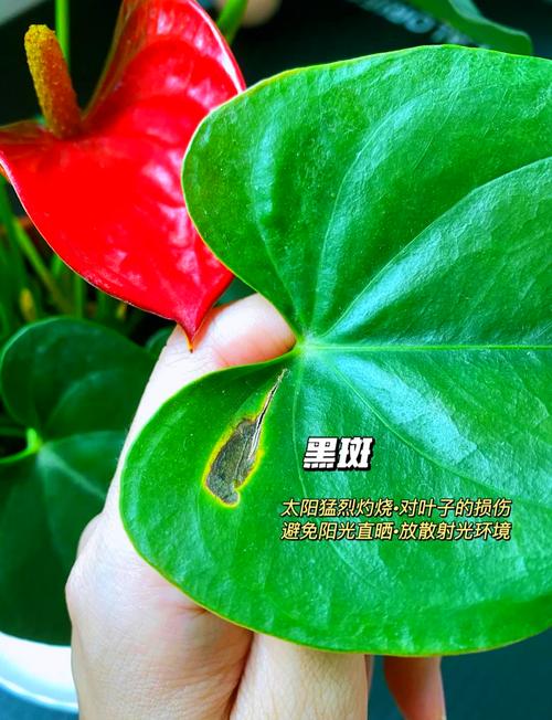 红掌叶子长黑斑怎么办，红掌叶子出现黑色斑点？-第1张图片-优品飞百科