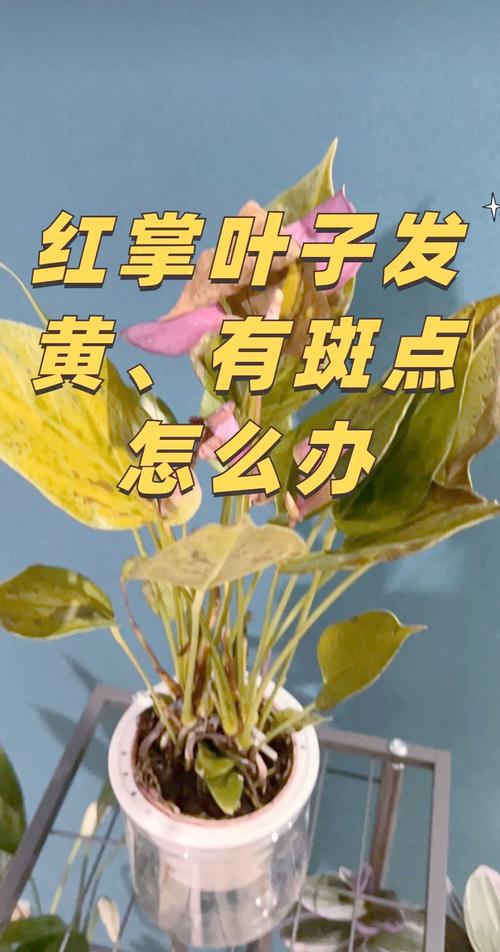 红掌叶子长黑斑怎么办，红掌叶子出现黑色斑点？-第2张图片-优品飞百科