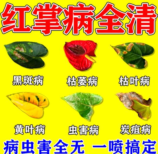 红掌叶子长黑斑怎么办，红掌叶子出现黑色斑点？-第4张图片-优品飞百科