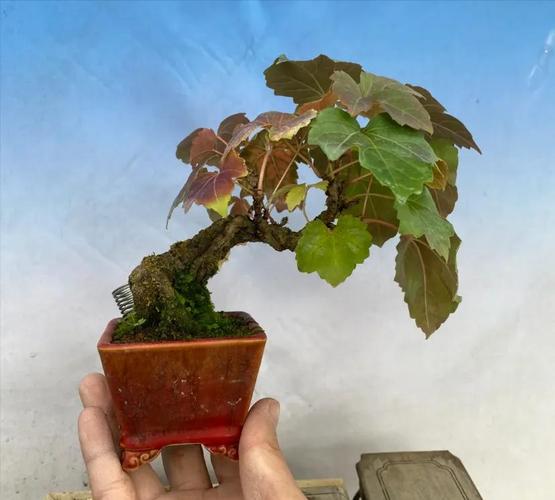 爬山虎一次浇水多少,爬山虎浇水多了会死吗?-第2张图片-优品飞百科 爬山虎一次浇水多少,爬山虎浇水多了会死吗?-第2张图片-优品飞百科