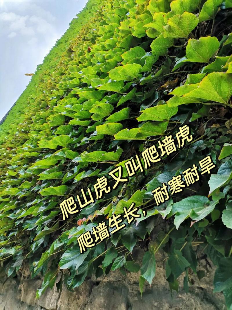 爬山虎一次浇水多少,爬山虎浇水多了会死吗?-第3张图片-优品飞百科 爬山虎一次浇水多少,爬山虎浇水多了会死吗?-第3张图片-优品飞百科