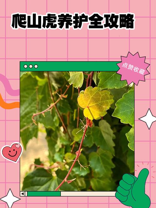 爬山虎一次浇水多少,爬山虎浇水多了会死吗?-第5张图片-优品飞百科 爬山虎一次浇水多少,爬山虎浇水多了会死吗?-第5张图片-优品飞百科