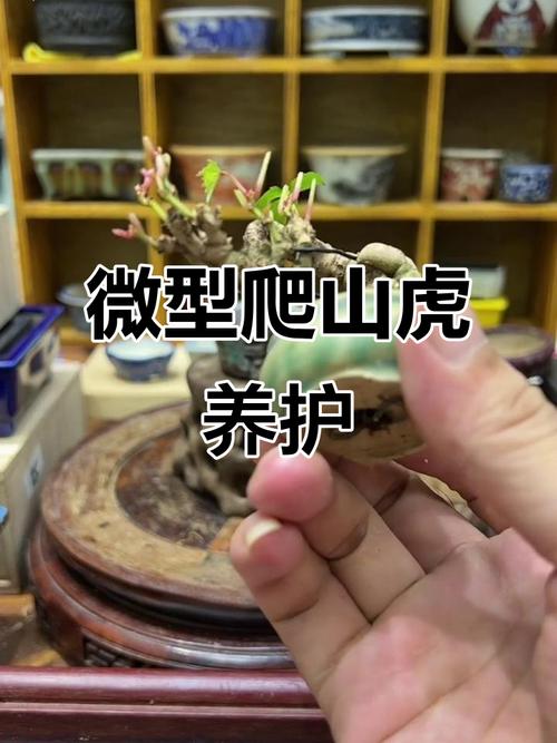 爬山虎一次浇水多少,爬山虎浇水多了会死吗?-第6张图片-优品飞百科 爬山虎一次浇水多少,爬山虎浇水多了会死吗?-第6张图片-优品飞百科