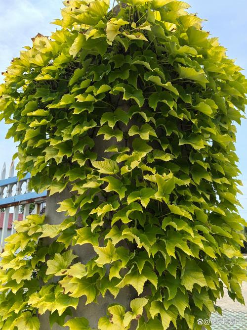 爬山虎一次浇水多少,爬山虎浇水多了会死吗?-第7张图片-优品飞百科 爬山虎一次浇水多少,爬山虎浇水多了会死吗?-第7张图片-优品飞百科