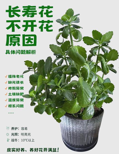 长寿花花苞一直不开怎么解决，长寿花花苞打不开怎么回事？-第2张图片-优品飞百科