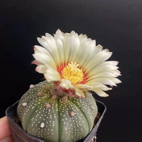 星兜的养殖方法和注意事项？星兜百科？