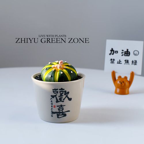 星兜的养殖方法和注意事项?星兜百科?-第2张图片-优品飞百科 星兜的养殖方法和注意事项?星兜百科?-第2张图片-优品飞百科