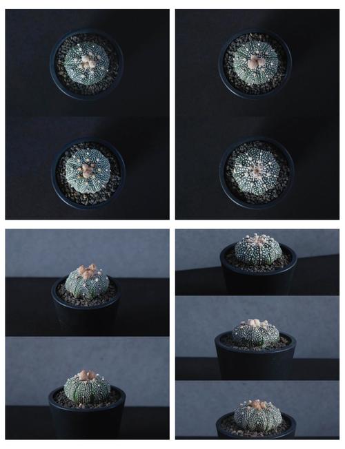 星兜的养殖方法和注意事项?星兜百科?-第4张图片-优品飞百科 星兜的养殖方法和注意事项?星兜百科?-第4张图片-优品飞百科