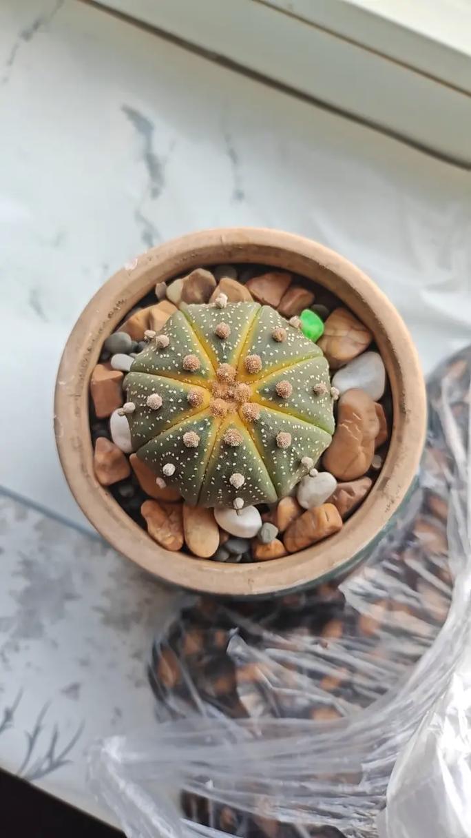 星兜的养殖方法和注意事项?星兜百科?-第5张图片-优品飞百科 星兜的养殖方法和注意事项?星兜百科?-第5张图片-优品飞百科