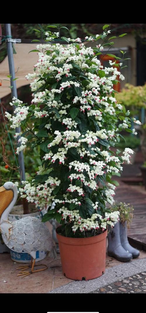 龙吐珠花适合卧室放吗?龙吐珠花有什么讲究吗??-第2张图片-优品飞百科 龙吐珠花适合卧室放吗?龙吐珠花有什么讲究吗??-第2张图片-优品飞百科