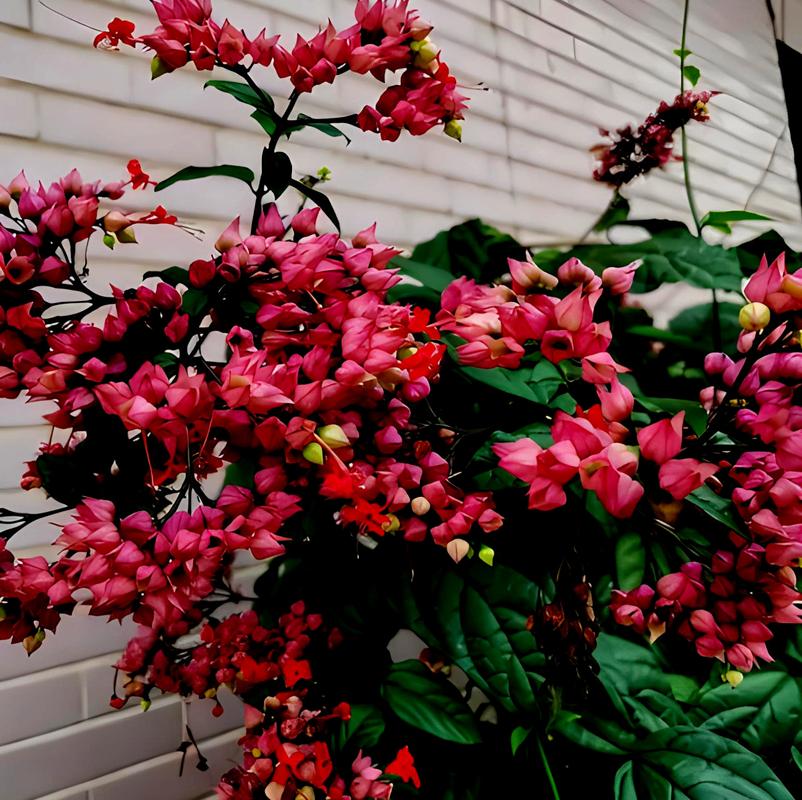 龙吐珠花适合卧室放吗?龙吐珠花有什么讲究吗??-第3张图片-优品飞百科 龙吐珠花适合卧室放吗?龙吐珠花有什么讲究吗??-第3张图片-优品飞百科