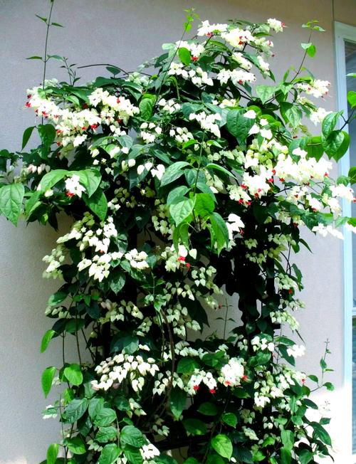 龙吐珠花适合卧室放吗?龙吐珠花有什么讲究吗??-第4张图片-优品飞百科 龙吐珠花适合卧室放吗?龙吐珠花有什么讲究吗??-第4张图片-优品飞百科