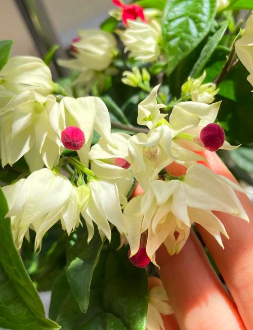 龙吐珠花适合卧室放吗?龙吐珠花有什么讲究吗??-第5张图片-优品飞百科 龙吐珠花适合卧室放吗?龙吐珠花有什么讲究吗??-第5张图片-优品飞百科