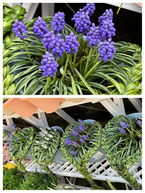 葡萄风信子长虫了怎么办？葡萄风信子叶子疯长怎么办？-第3张图片-优品飞百科