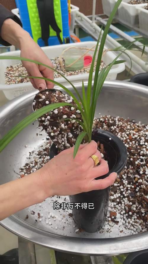 兰花怎样生根，兰花快速生根？-第2张图片-优品飞百科