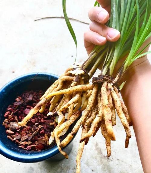 兰花怎样生根，兰花快速生根？-第4张图片-优品飞百科