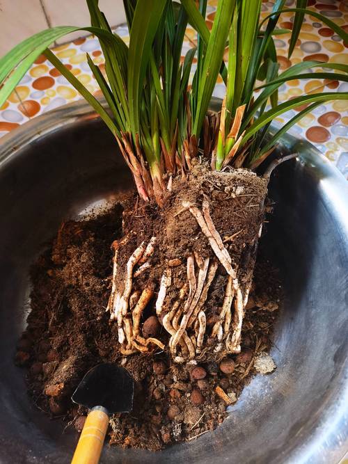 兰花怎样生根，兰花快速生根？-第5张图片-优品飞百科