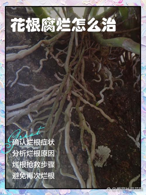 兰花怎样生根，兰花快速生根？-第8张图片-优品飞百科