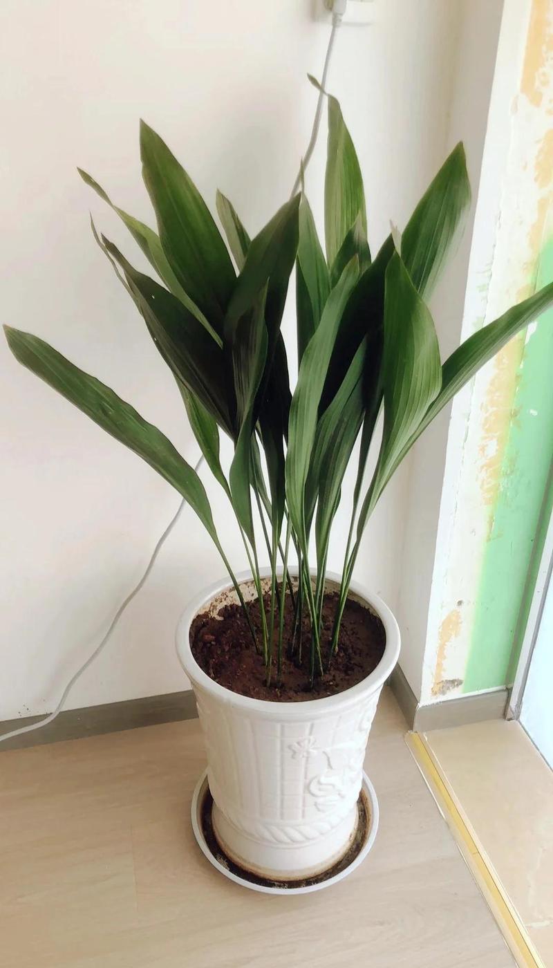 一叶兰叶尖干枯怎么办，一叶兰叶子发干发黄是什么原因？