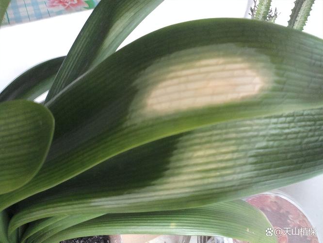 一叶兰叶尖干枯怎么办，一叶兰叶子发干发黄是什么原因？-第2张图片-优品飞百科