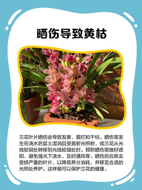 一叶兰叶尖干枯怎么办，一叶兰叶子发干发黄是什么原因？-第3张图片-优品飞百科