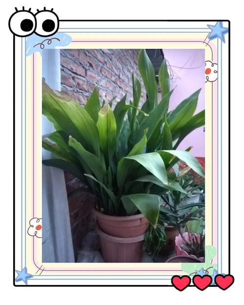 一叶兰叶尖干枯怎么办，一叶兰叶子发干发黄是什么原因？-第4张图片-优品飞百科