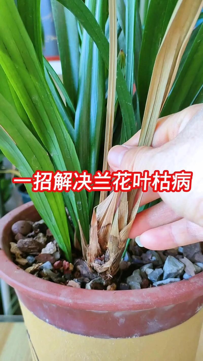 一叶兰叶尖干枯怎么办，一叶兰叶子发干发黄是什么原因？-第5张图片-优品飞百科