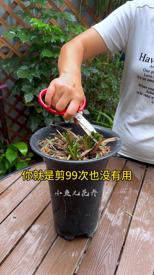 一叶兰叶尖干枯怎么办，一叶兰叶子发干发黄是什么原因？-第6张图片-优品飞百科