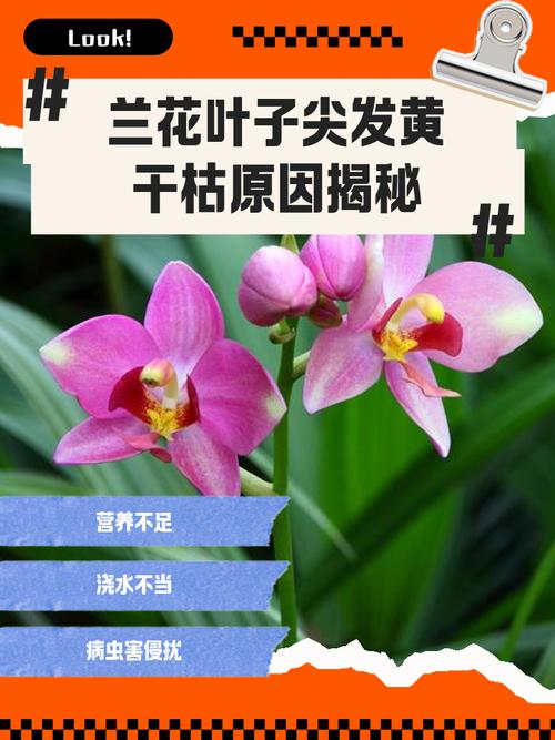 一叶兰叶尖干枯怎么办，一叶兰叶子发干发黄是什么原因？-第7张图片-优品飞百科