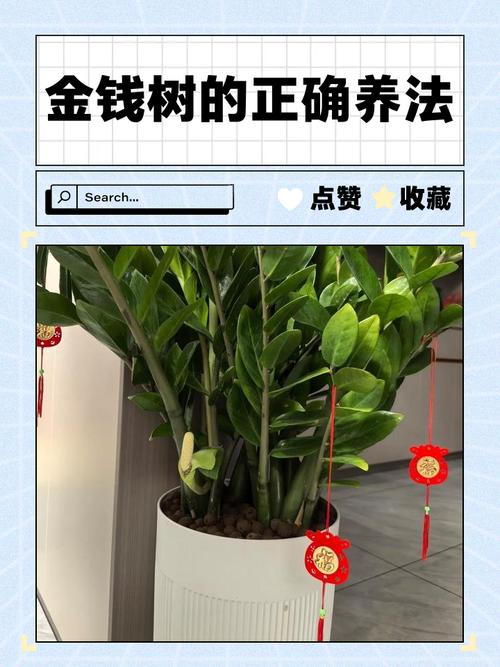 新买的金钱树怎样处理？新买的金钱树怎样处理比较好？-第1张图片-优品飞百科