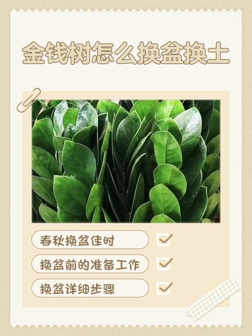 新买的金钱树怎样处理？新买的金钱树怎样处理比较好？-第2张图片-优品飞百科