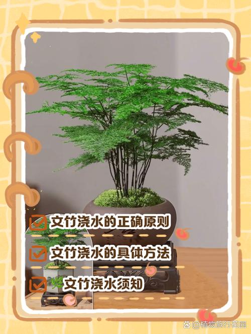 文竹冬天几天浇一次水，文竹冬天浇水吗-第2张图片-优品飞百科