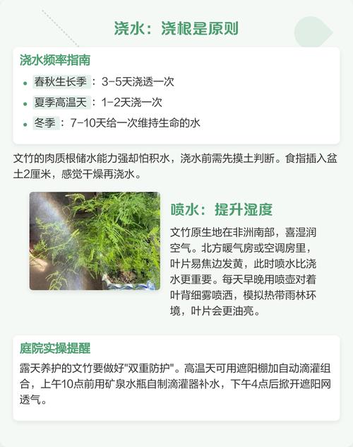 文竹冬天几天浇一次水，文竹冬天浇水吗-第3张图片-优品飞百科