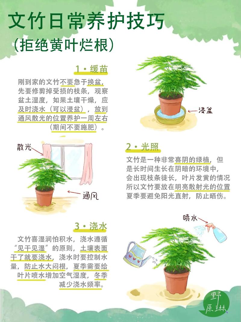 文竹冬天几天浇一次水，文竹冬天浇水吗-第4张图片-优品飞百科