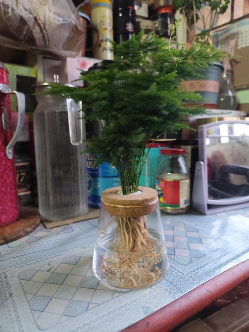 文竹冬天几天浇一次水，文竹冬天浇水吗-第5张图片-优品飞百科