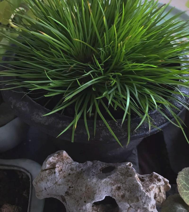 昌蒲草盆景怎么培养？昌蒲草的作用？-第2张图片-优品飞百科