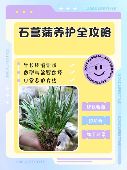 昌蒲草盆景怎么培养？昌蒲草的作用？-第3张图片-优品飞百科